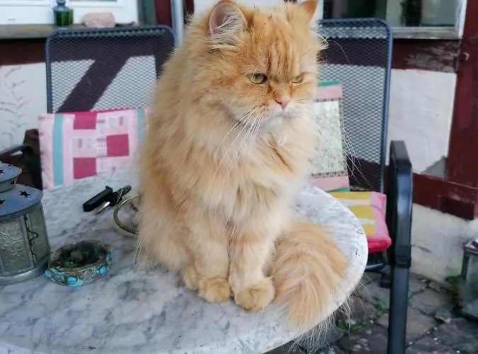 Hof Idarwald Apartamento *